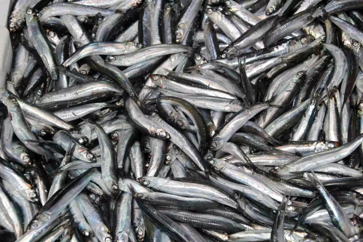 karadenizde hamsi zamani gLE1HU4f