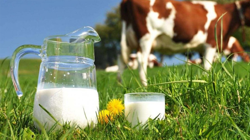 inekler kesime gidiyor uretim daraliyor sute zam mi gelecek 7aPpIbqZ.jpg