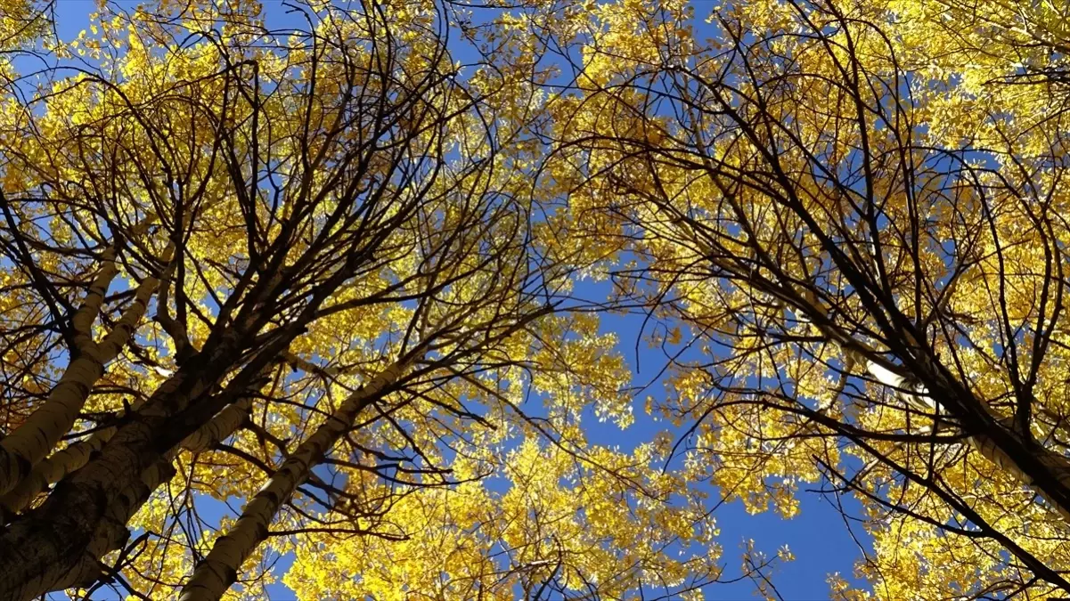 sonbahar renkleri sarikamista 6EcJIjFg