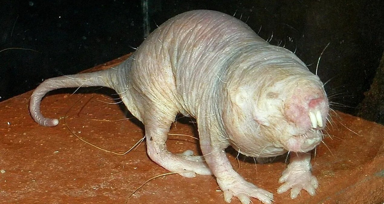 uzun yasamanin sirri farede ortaya cikti SFwbCWPK.jpg