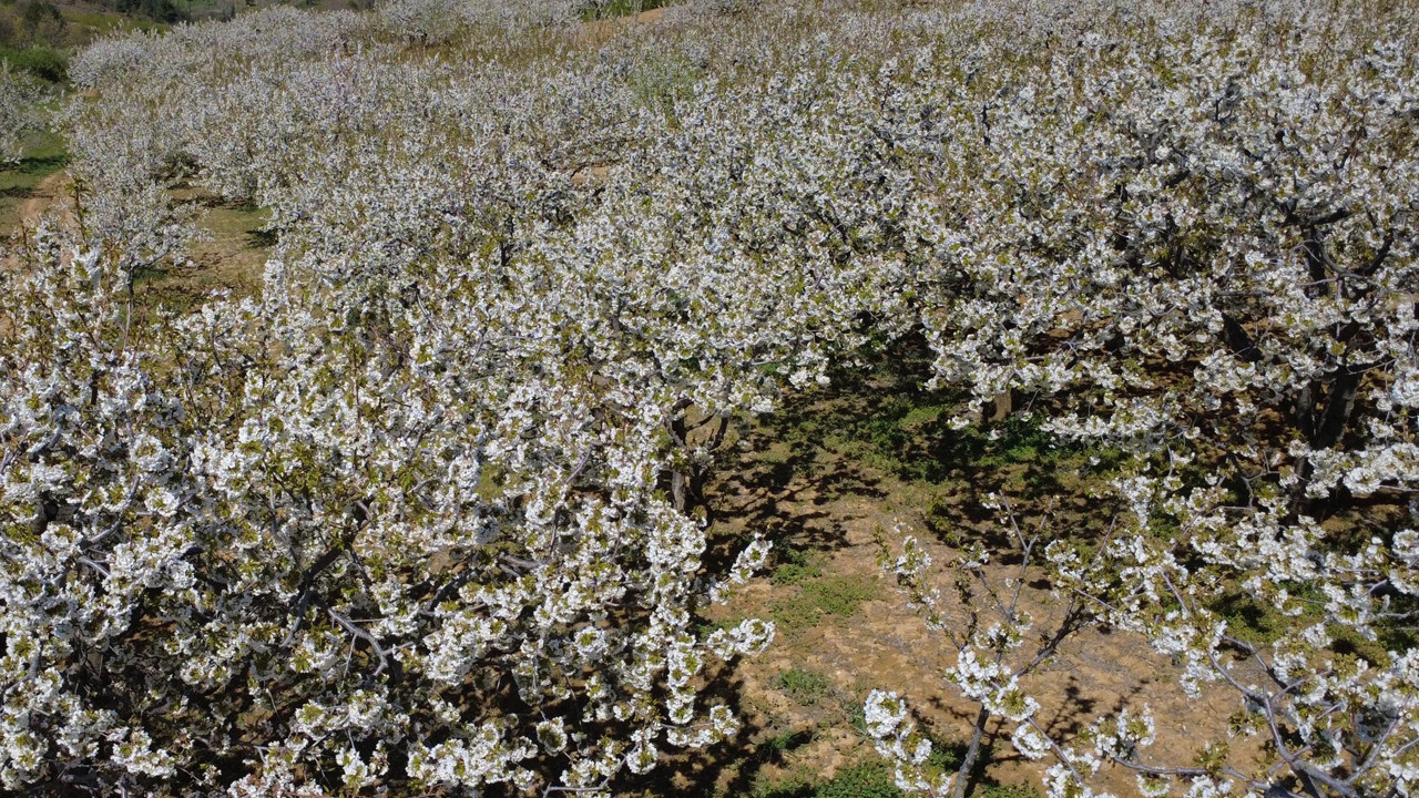 Demirci Kirazı: Dünya Pazarlarının Aranan Lezzeti