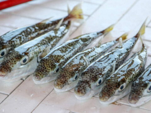 Img